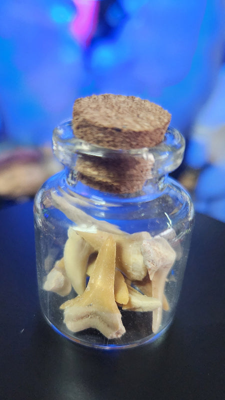 Fossilised shark Teeth