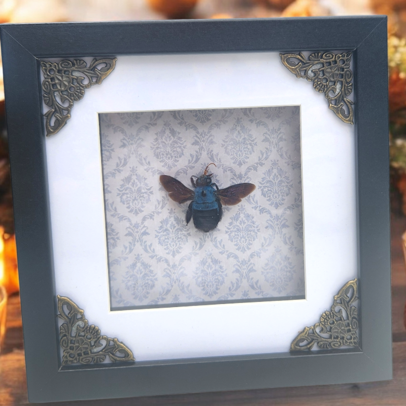 Blue Bumblebee Shadow Frame