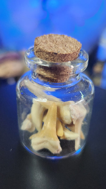 Fossilised Shark teeth in a glass bottle