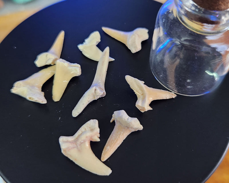 Fossilised Shark Teeth Out of Bottle