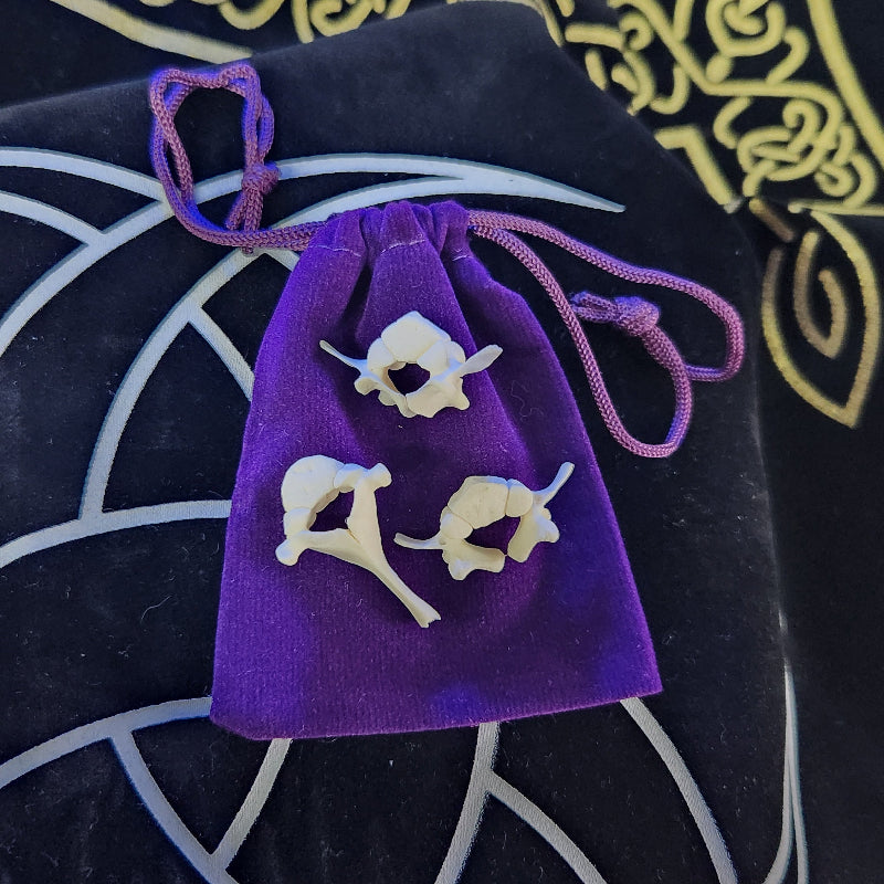 3 x pieces of piglet spine on purple bag